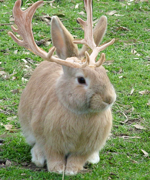 Jackalope
